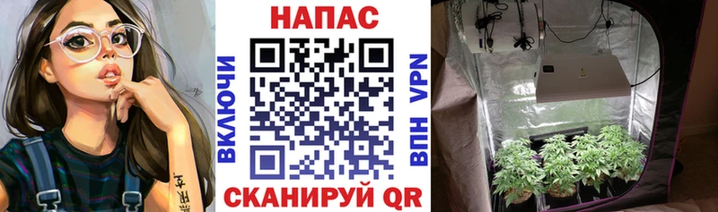 Шишки марихуана сатива  как найти закладки  Белая Калитва 